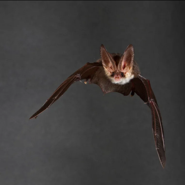 Visite thématique : Une nuit avec les chauves-souris_Angers_1