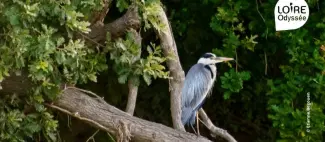 Croisière ornithologique Loire-Odyssée_Loire-Authion_1