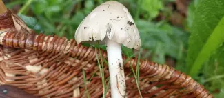 Stage cueillette champignons 1 journée_Écouflant_1
