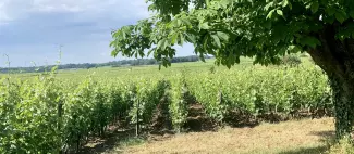 Circuit VTT Vignes et coteaux du Saumur-Champigny - Vignoble à Parnay_1