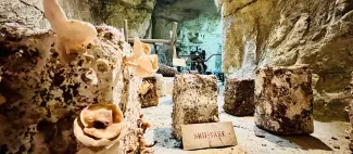 Cave vivante du champignon - _1