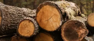 Stock of commercial timber logs in the wood