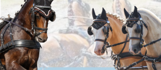 Affiche - Concours 2026 - Attelage