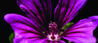 2026_nuit_au_jardin