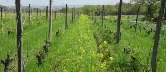 Les Vignes selon Val_1