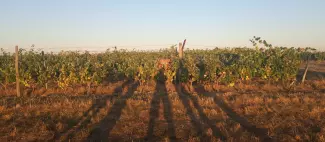 Cours dans les vignes_1