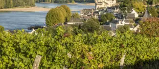 Circuit de randonnée : Un village et son château entre Loire et troglodytes - Variante_Montsoreau - _1