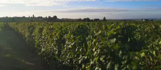 Circuit de randonnée : De bois en vigne et lavoirs - Variante_Vaudelnay - _1
