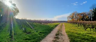 Rando dans les vignes - _1