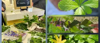 Plantes sauvages et cuisine - _1