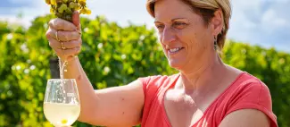 Vignobles en scène au Domaine de Nerleux - Jus nouveaux_Bellevigne-les-Châteaux - _1