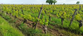 Secrets de vignes_Parnay - Domaine de Rocheville_1