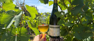 Vignobles en scène au Domaine Bodineau : les trésors oubliés_Doué-en-Anjou - _1