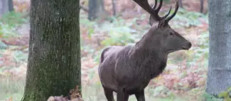 Brame du cerf - _1