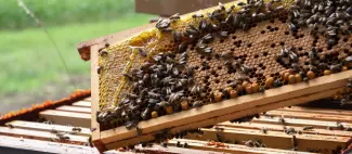 49__angers__anne_gourin__1439__apiculture_04