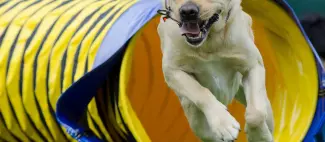 AGILITY