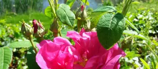 Atelier parfum édition 2025