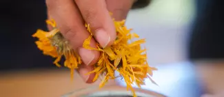 Bona Flora Cheffes