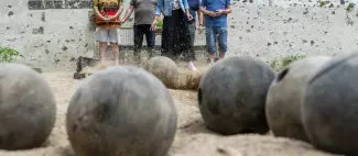 La boule de sable a Saint-Florent