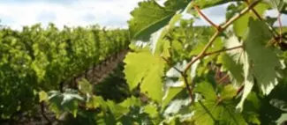 Copie de vignoble-musset-roullier-vignes