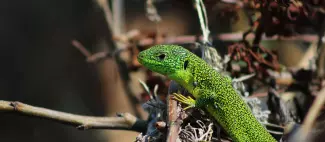 RDV_nature_2026_decouverte_des_reptiles 072026