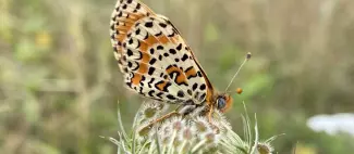 DEP49_RDV_nature_2026_nos_amis_lepidopteres