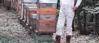 Des abeilles sur Sèvremoine