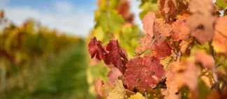 FEUILLE DE VIGNE