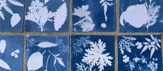 atelier-cyanotype-jardin-camifolia