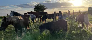 Poneys