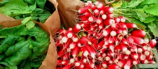Le-potager-de-Quérré-Querré-49-DEG-photo1