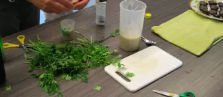 Cuisine aux plantes