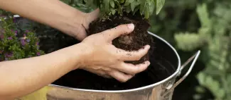 Planter une jardinière d'aromatique (freepik)