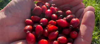 RDV_nature_2026_plantes_sauvages_comestibles