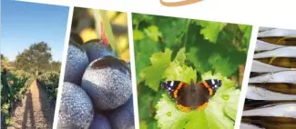 Vignobles de la bate vins d'anjou chemillé-en-anjou la jumellière