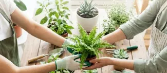 troc-de-plantes-printemps-saint-florent-le-vieil