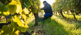 aurelie-toublanc-vendange-manuelle-vignoble-cambuse-drain-oa-osez-mauges-vignes-©D.Drouet (10)