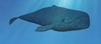baleine