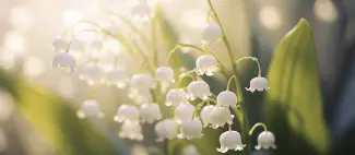 beautiful-flower-nature