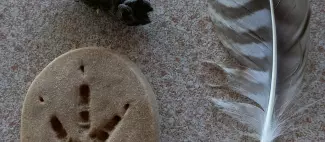 cluedo nature - Copie