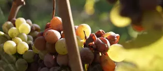 domaine-delaunay-montjean-sur-loire-mauges-sur-loire-vignoble