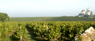 domaine_marcais-chaudefonds_sur_layon-49-2024©Marcais