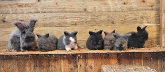 ferme-pedagogique-animay7-49-2854054_1