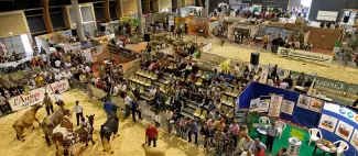 foire-exposition-vaches-concours-cea-chemille-osezmauges-anjou-©D.Drouet