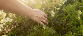 Plantes
