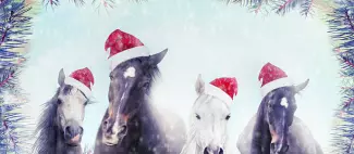 Noel Centre Equestre