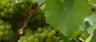 melon-bourgogne-muscadet