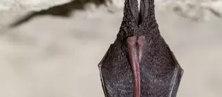 Petit rhinolophe