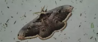 papillon