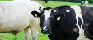 Vache
